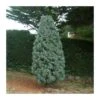 Cupressus Arizonica 2 Cupressus Arizonica -Coníferas Tienda cupressus arizonica