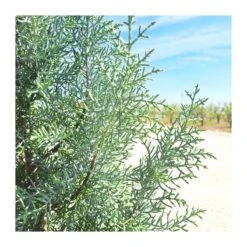 Cupressus Arizonica -Coníferas Tienda cupressus arizonica 2