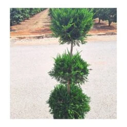 Cupressus Leylandii Aurea -Coníferas Tienda cupressus leylandii 1