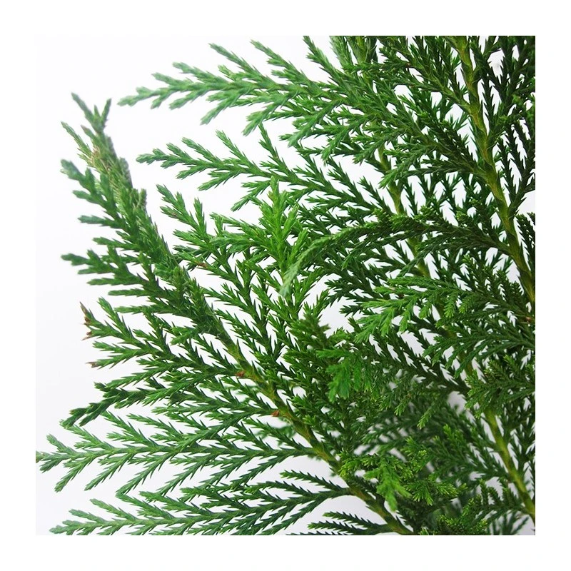 Cupressus Leylandii 4 Cupressus Leylandii - Imagen 2