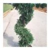 Cupressus Leylandii Espiral 2 Cupressus Leylandii Espiral -Coníferas Tienda cupressus leylandii 4