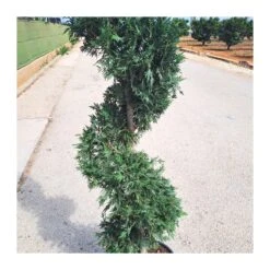 Coníferas Tienda 28 Cupressus Leylandii Espiral