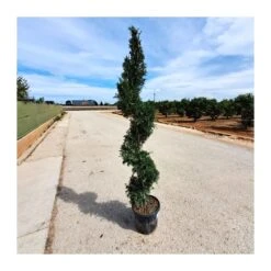 Coníferas Tienda -Coníferas Tienda cupressus leylandii 5