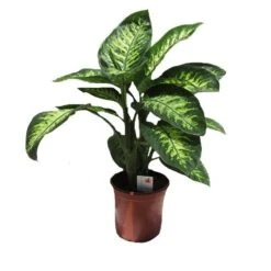 Dieffenbachia Reeva Tropic