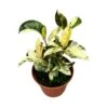 Ficus Gemengd -Coníferas Tienda ficus gemengd