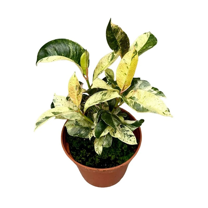 Ficus Gemengd 3 Ficus Gemengd