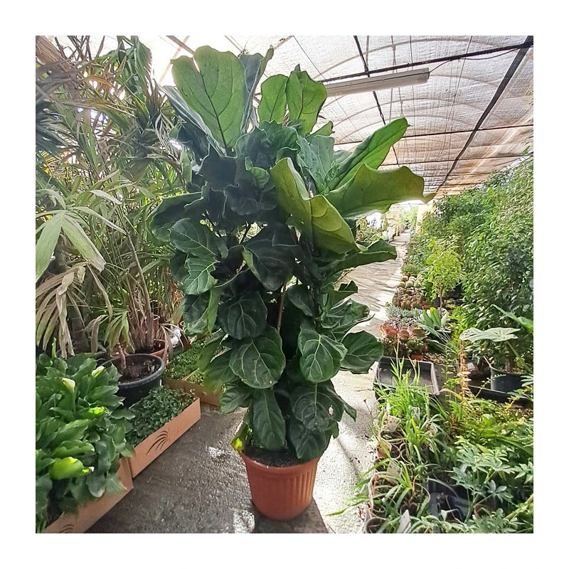 Ficus Lyrata EJEMPLAR 4 Ficus Lyrata EJEMPLAR - Imagen 2