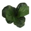 Ficus Lyrata EJEMPLAR 2 Ficus Lyrata EJEMPLAR -Coníferas Tienda ficus lyrata