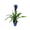 Guzmania Ocean Blue Sin Flor Compra 2 Y Paga 1 -Coníferas Tienda guzmania ocean blue