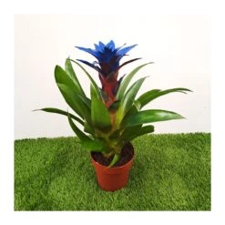 Guzmania Ocean Blue Sin Flor Compra 2 Y Paga 1 -Coníferas Tienda guzmania ocean blue 2