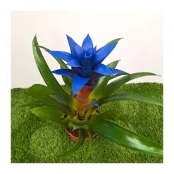 Guzmania Ocean Blue Sin Flor Compra 2 Y Paga 1 -Coníferas Tienda guzmania ocean blue 3