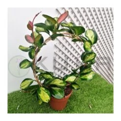 Coníferas Tienda -Coníferas Tienda hoya australis lisa 1