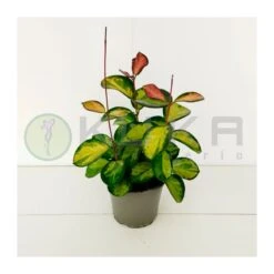 Coníferas Tienda 41 Hoya Australis Lisa