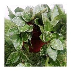 Coníferas Tienda -Coníferas Tienda hoya kroniana splash 1