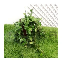 Coníferas Tienda 35 Hoya Kroniana Splash