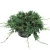 Juniperus Horizontalis Wiltonii -Coníferas Tienda juniperus horizontalis wiltonii