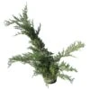 Juniperus Pfitzer Glauca -Coníferas Tienda juniperus pfitzer glauca