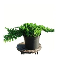 Juniperus Procumbens Nana -Coníferas Tienda juniperus procumbens nana 2