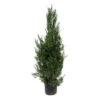 Juniperus Virginiana Helle 2 Juniperus Virginiana Helle -Coníferas Tienda juniperus virginiana helle