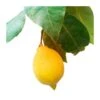 Limonero EJEMPLAR 2 Limonero EJEMPLAR -Coníferas Tienda limonero