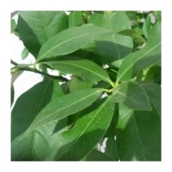 Limonero EJEMPLAR -Coníferas Tienda limonero 2