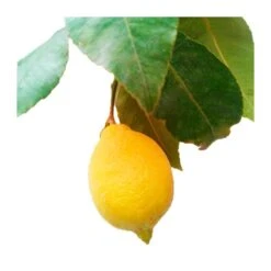 Limonero EJEMPLAR