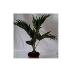 Livistona Chinensis EJEMPLAR