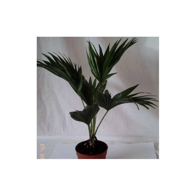 Livistona Chinensis EJEMPLAR 2 Livistona Chinensis EJEMPLAR