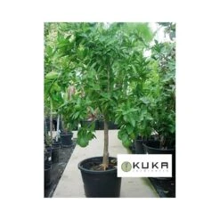 Mandarino Okitsu -Coníferas Tienda mandarino okitsu 1