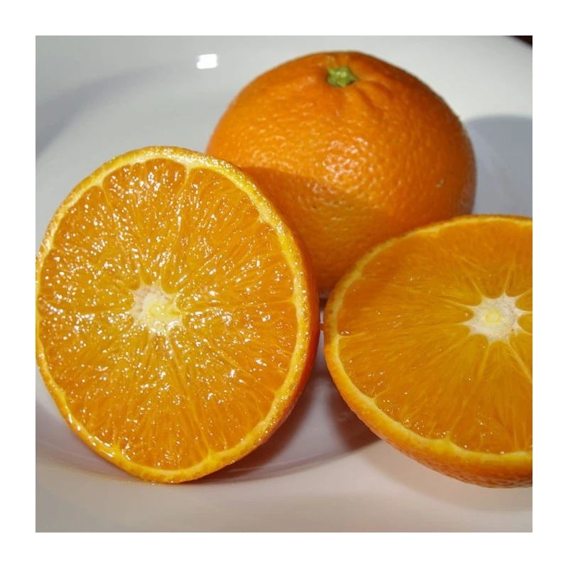 Mandarino Ortanique EJEMPLAR 3 Mandarino Ortanique EJEMPLAR