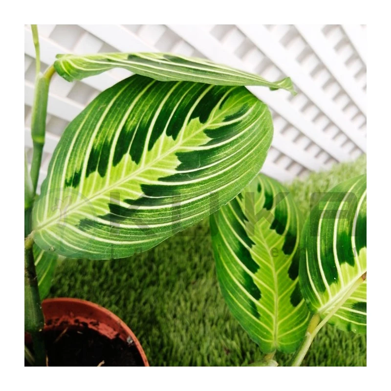 Maranta Leuconera Lemon 4 Maranta Leuconera Lemon - Imagen 2