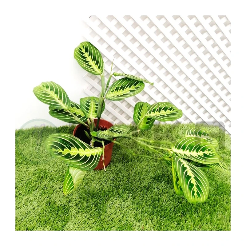 Maranta Leuconera Lemon 3 Maranta Leuconera Lemon