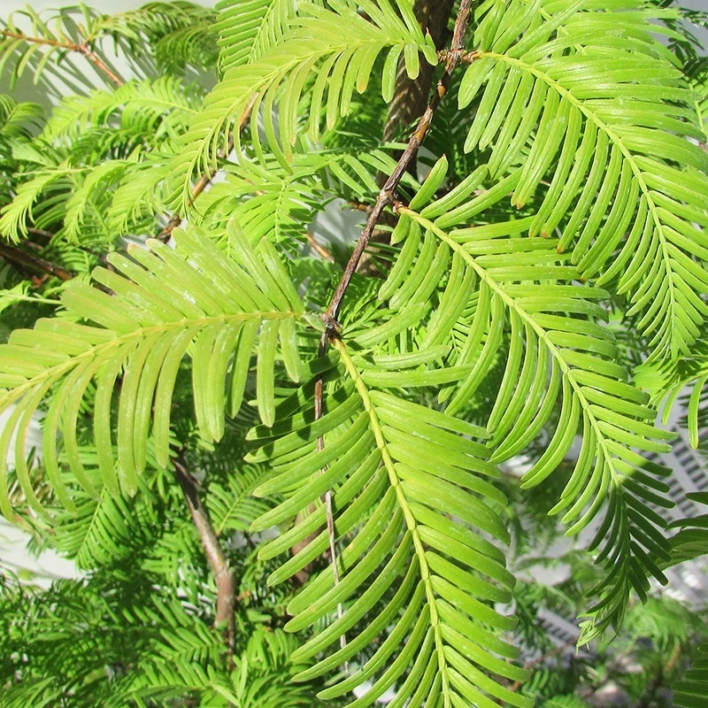 Metasecuoya. Metasequoia Glyptostroboides 4 Metasecuoya. Metasequoia Glyptostroboides - Imagen 2