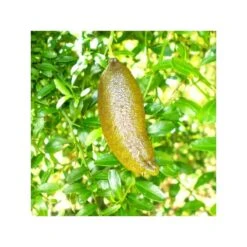 Microcitrus Australasica Fruta Rosa -Coníferas Tienda microcitrus australasica fruta rosa 2