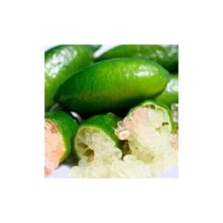 Microcitrus Australasica Fruta Rosa -Coníferas Tienda microcitrus australasica fruta rosa 3