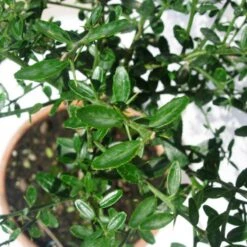 Microcitrus Australasica Fruta Rosa -Coníferas Tienda microcitrus australasica fruta rosa 4