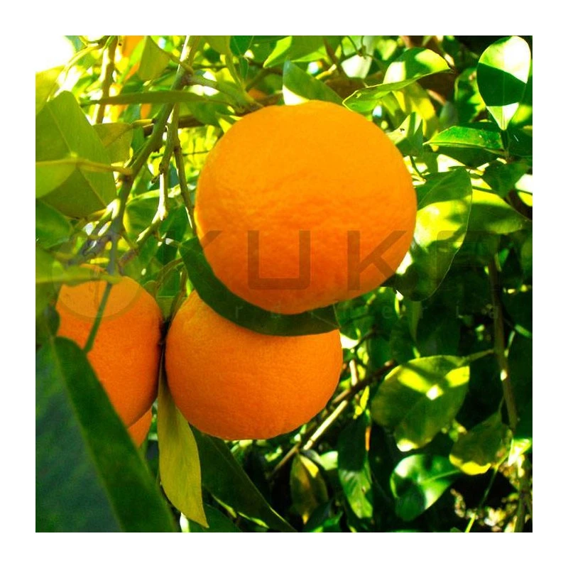 Naranjo Amargo, EJEMPLAR 3 Naranjo Amargo, EJEMPLAR