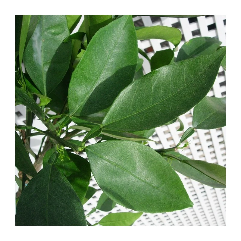 Naranjo Imperial 4 Naranjo Imperial - Imagen 2