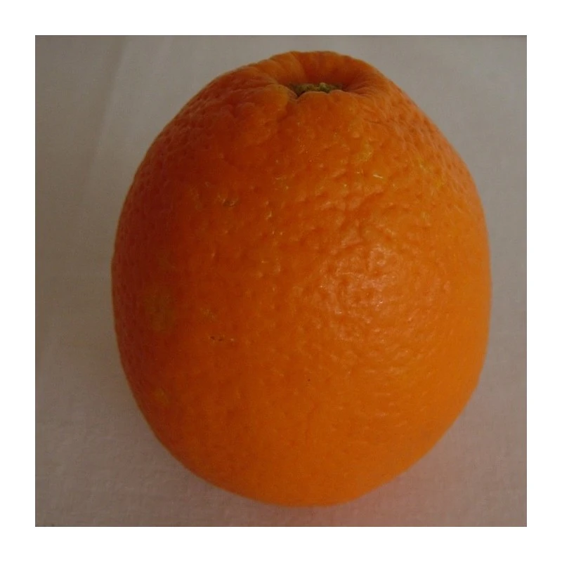 Naranjo Imperial 5 Naranjo Imperial - Imagen 3