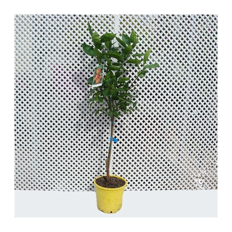 Naranjo Imperial 3 Naranjo Imperial