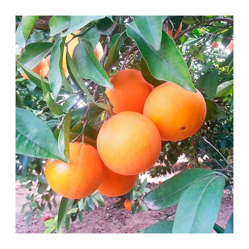 Naranjo Lane Late 3 Naranjo Lane Late