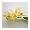 Orquídea Bletilla Striata -Coníferas Tienda orquidea bletilla striata