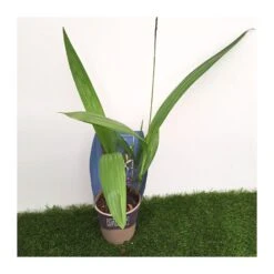 Orquídea Bletilla Striata -Coníferas Tienda orquidea bletilla striata 2