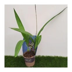 Orquídea Bletilla Striata -Coníferas Tienda orquidea bletilla striata 3