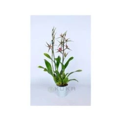 Orquídea Brassia Summer Dream Sin Flor Compra 2 Y Paga 1