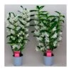 Orquidea Dendrobium Nobile Blanca Sin Flor Compra 2 Y Paga 1 -Coníferas Tienda orquidea dendrobium nobile blanca sin flor compra 2 y paga 1
