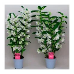 Orquidea Dendrobium Nobile Blanca Sin Flor Compra 2 Y Paga 1