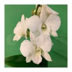 Orquidea Dendrobium Sa-Nook Variado 8 Orquidea Dendrobium Sa-Nook Variado -Coníferas Tienda orquidea dendrobium sa nook 1 2