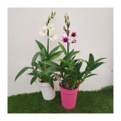 Orquidea Dendrobium Sa-Nook Variado 9 Orquidea Dendrobium Sa-Nook Variado -Coníferas Tienda orquidea dendrobium sa nook 1 3