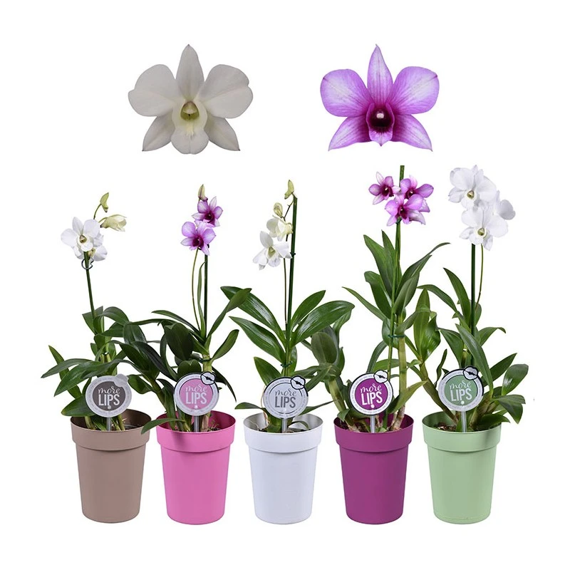 Orquidea Dendrobium Sa-nook Variada 4 Orquidea Dendrobium Sa-nook Variada - Imagen 2